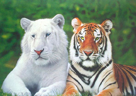 Are White Tigers Albino